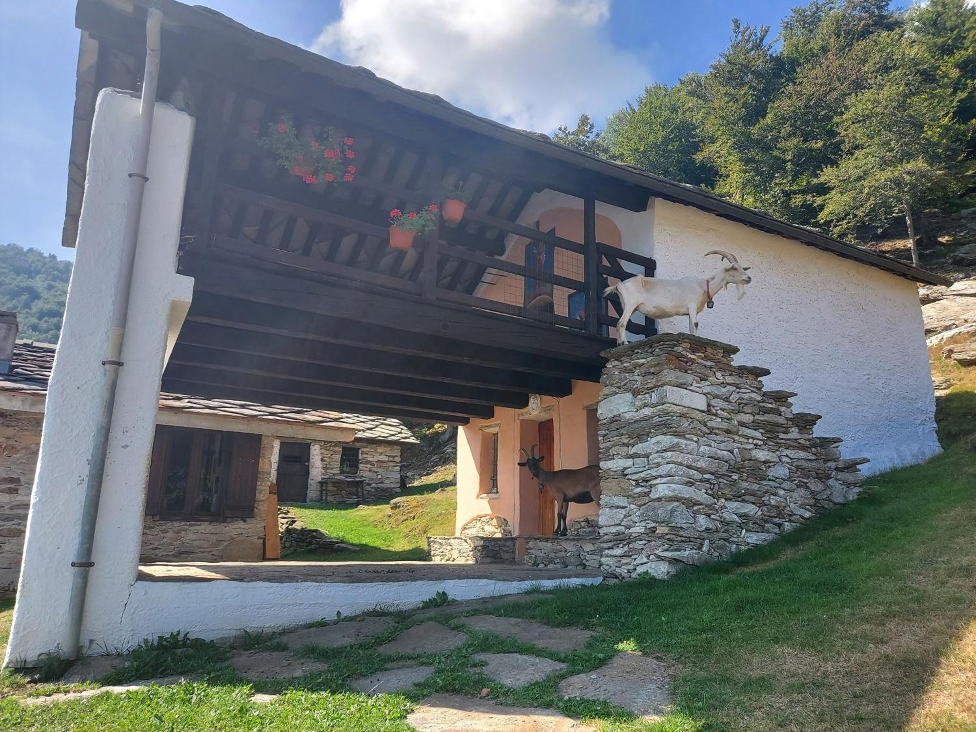 Gran Paradiso Alpette Extérieur photo